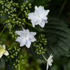紫陽花の季節