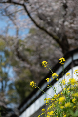 spring for tokyoites 2026