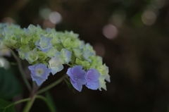 建長寺の紫陽花