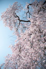 spring for tokyoites 2026