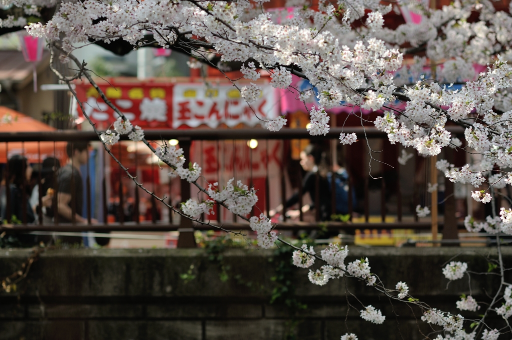 spring for tokyoites 2018