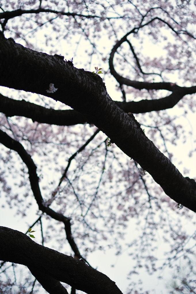 桜の曲線