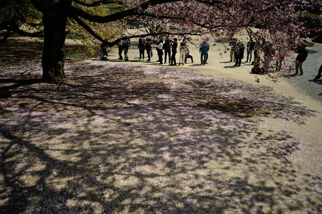 spring for tokyoites 2019