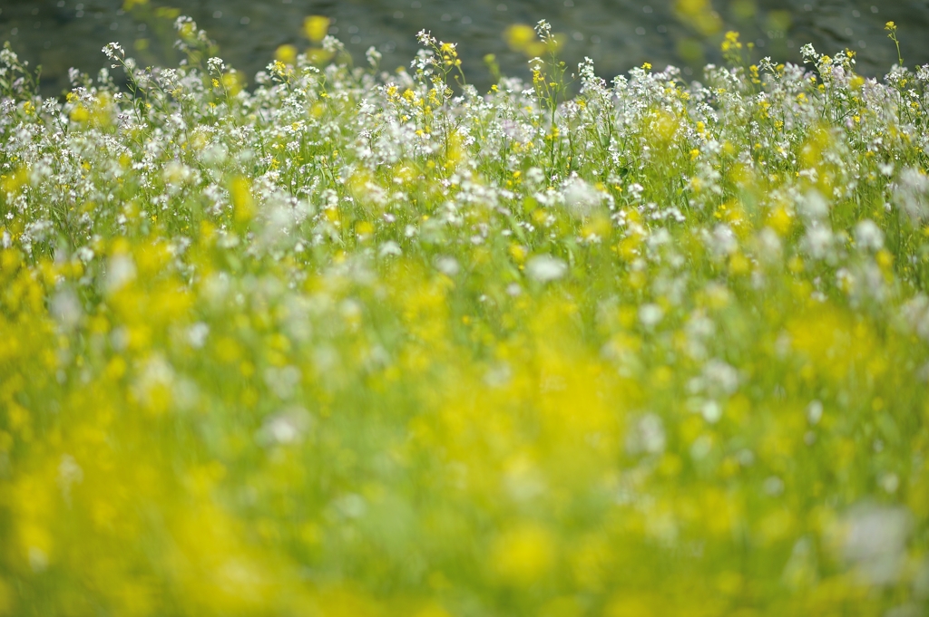 spring for tokyoites 2020