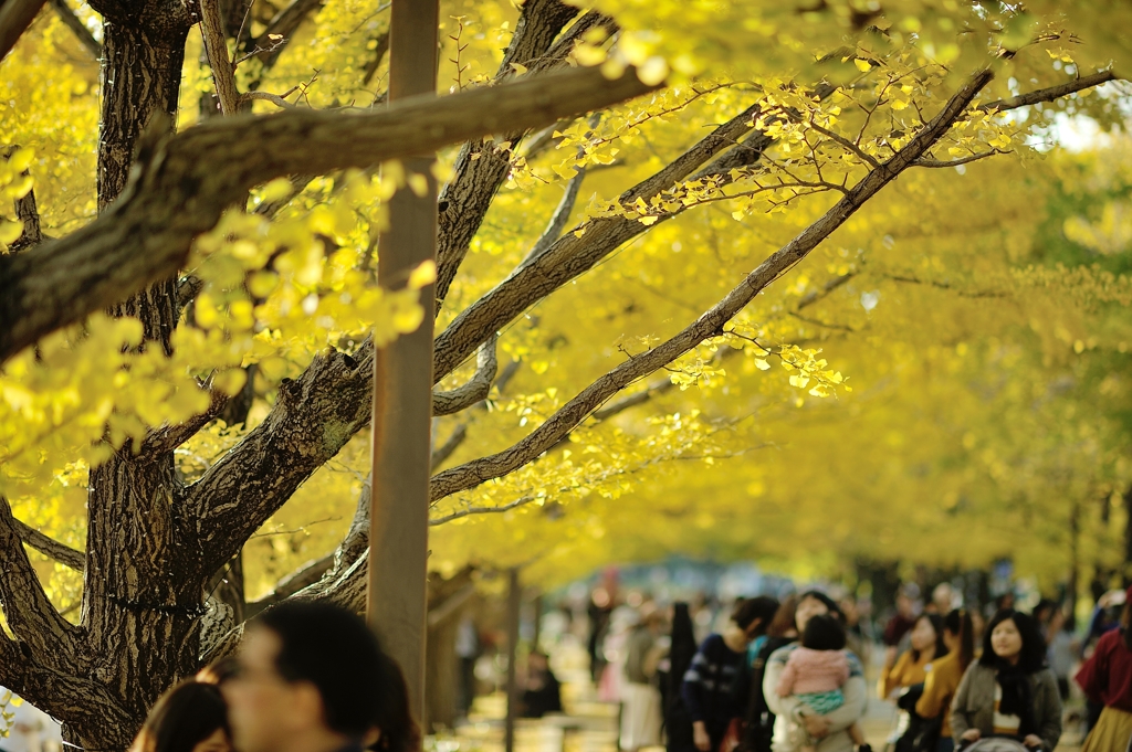 autumn for tokyoites 2017