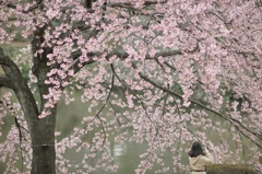 spring for tokyoites 2018