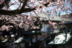 spring for tokyoites 2026