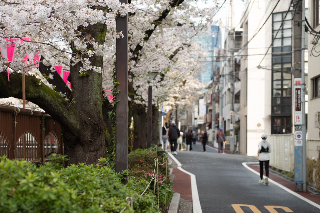 spring for tokyoites 2025