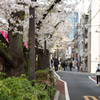 spring for tokyoites 2025