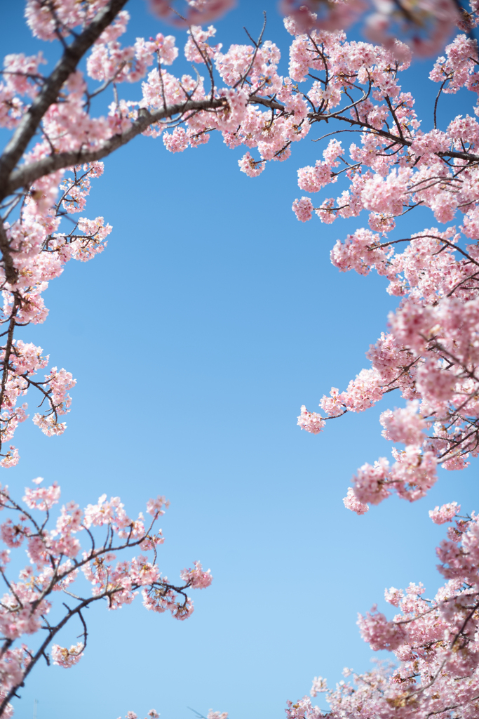 spring for tokyoites 2024