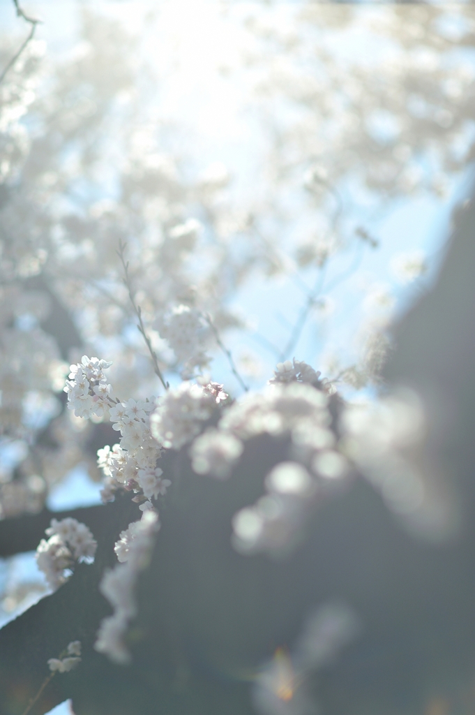spring for tokyoites 2020