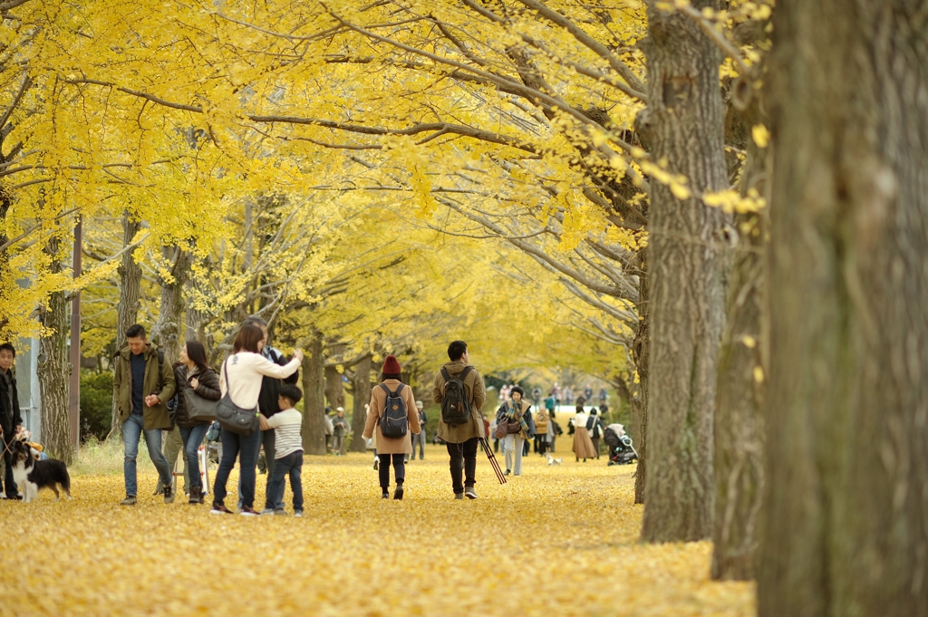 autumn for tokyoites