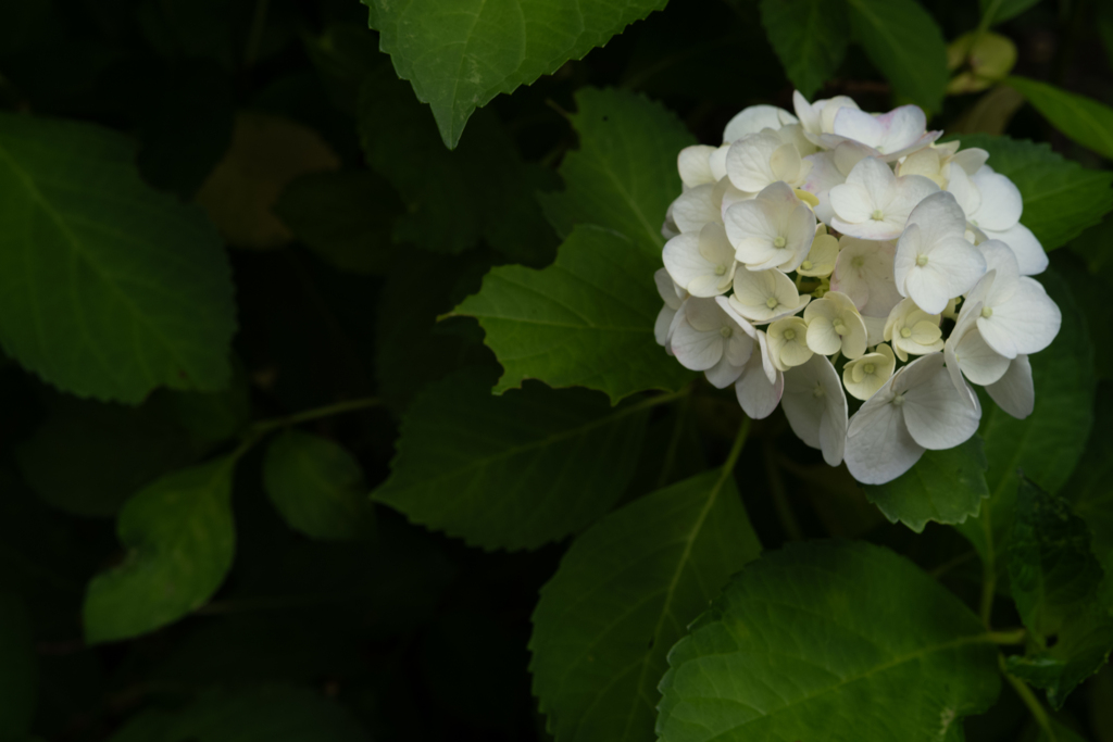 紫陽花の季節