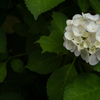 紫陽花の季節