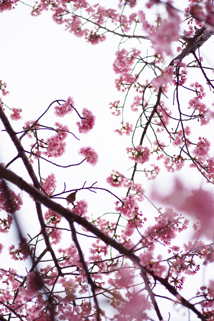 spring for tokyoites 2024