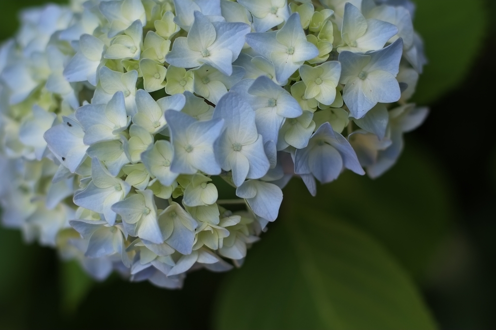 若紫陽花