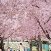 spring for tokyoites 2020