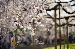 spring for tokyoites