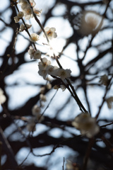 spring for tokyoites 2026