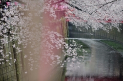 spring for tokyoites