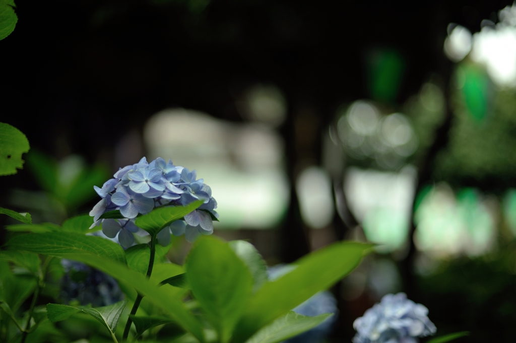 紫陽花の季節