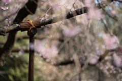 spring for tokyoites 2026