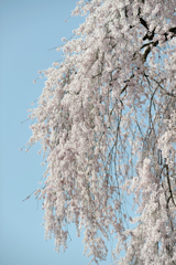 spring for tokyoites 2018