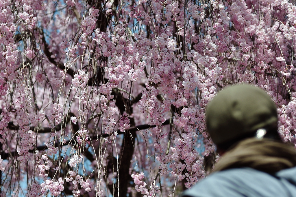 桜香に包まれて