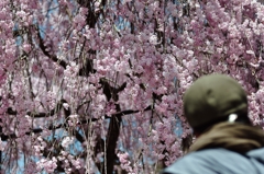 桜香に包まれて