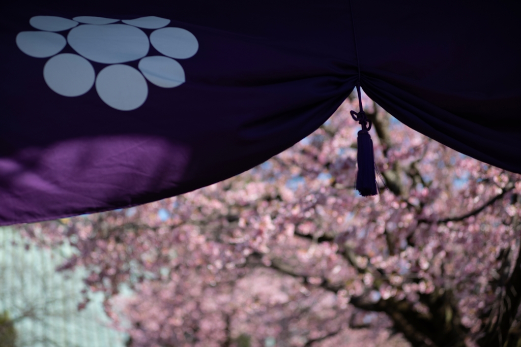 spring for tokyoites 2024