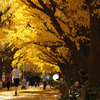 autumn for Tokyoites