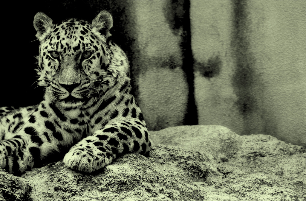 wild gray