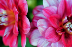 flowes 2