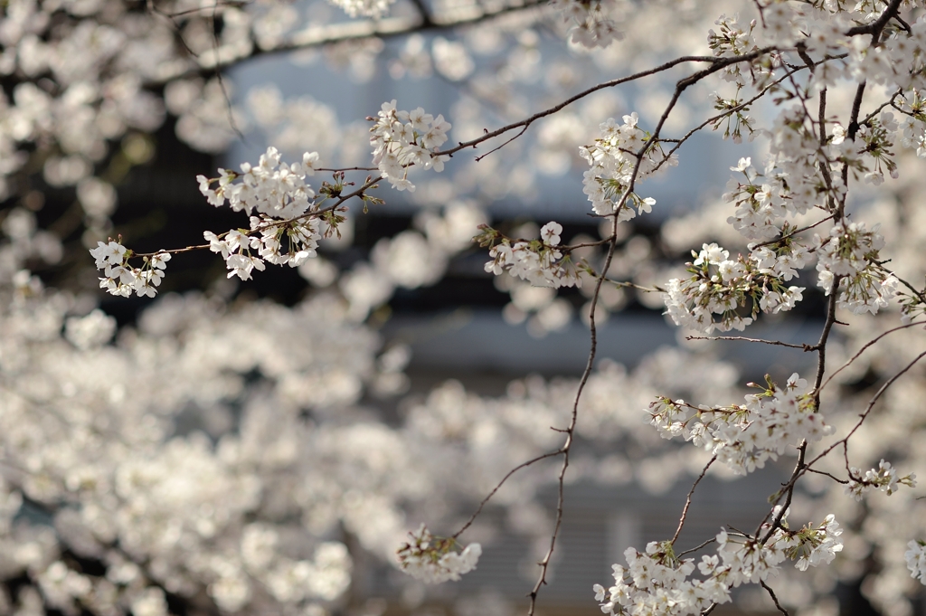 spring for tokyoites 2021