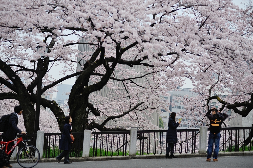 spring for tokyoites