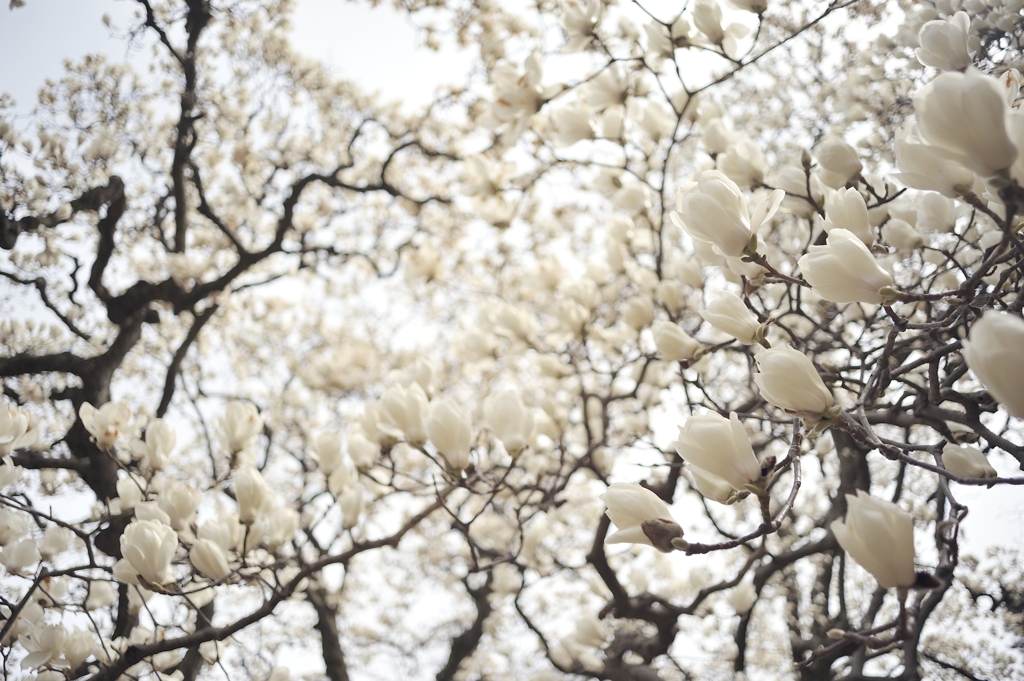 spring for tokyoites 2022