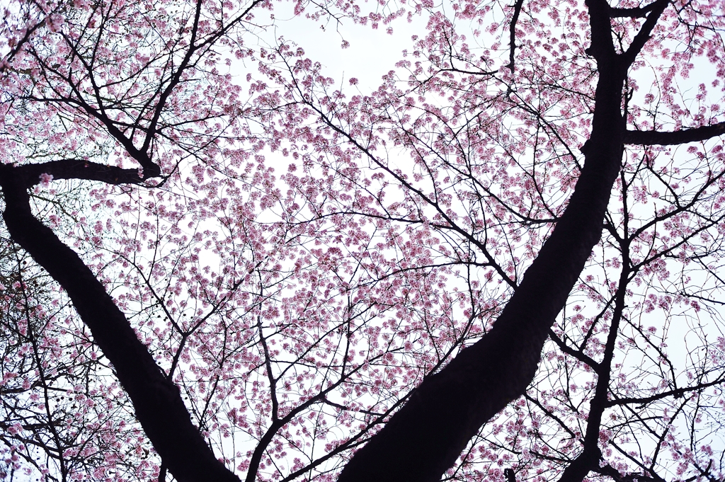 spring for tokyoites 2018