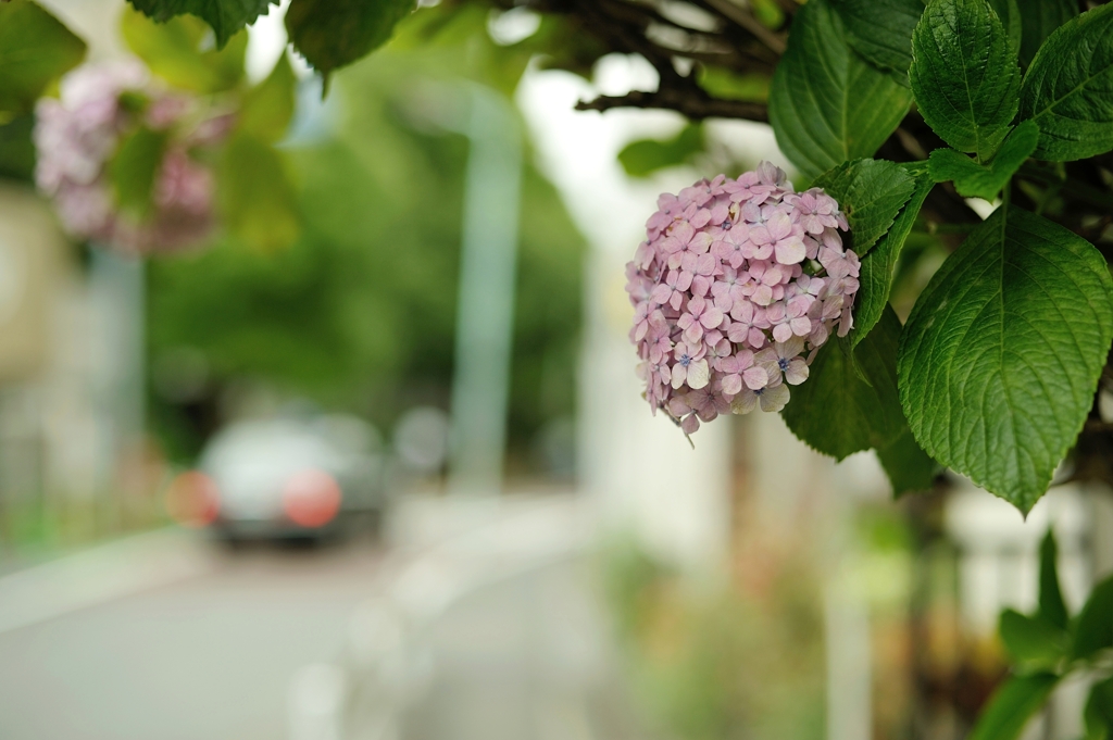紫陽花