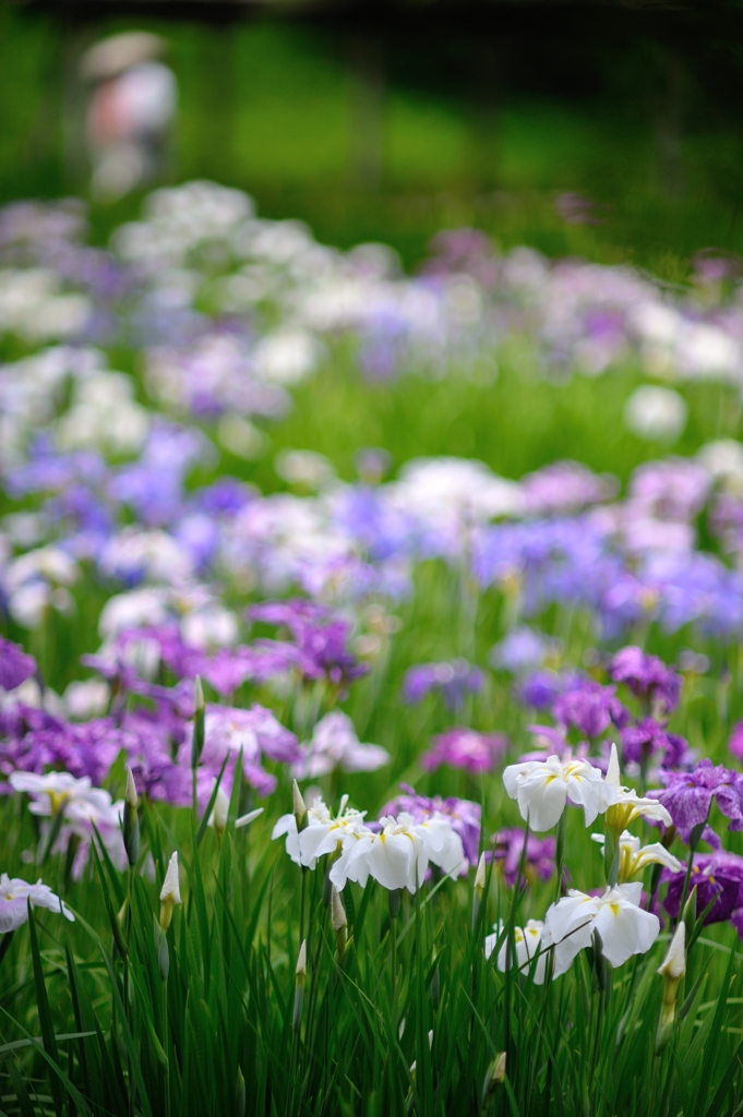 小石川の花菖蒲