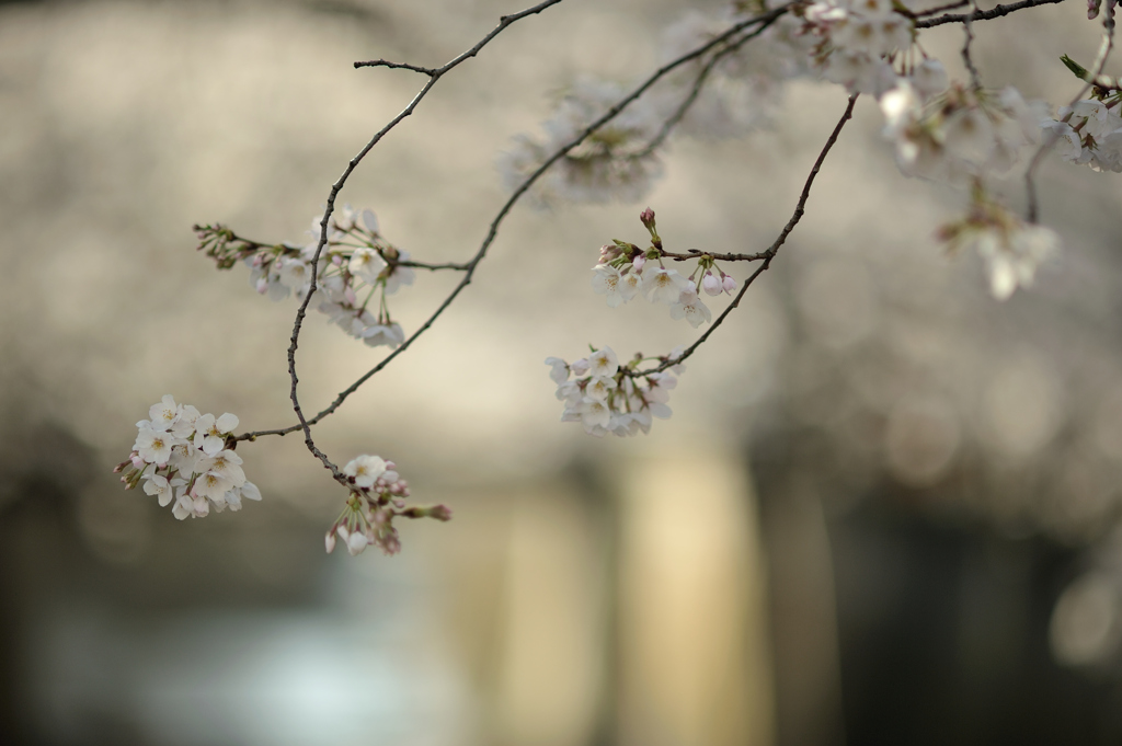 spring for tokyoites 2021