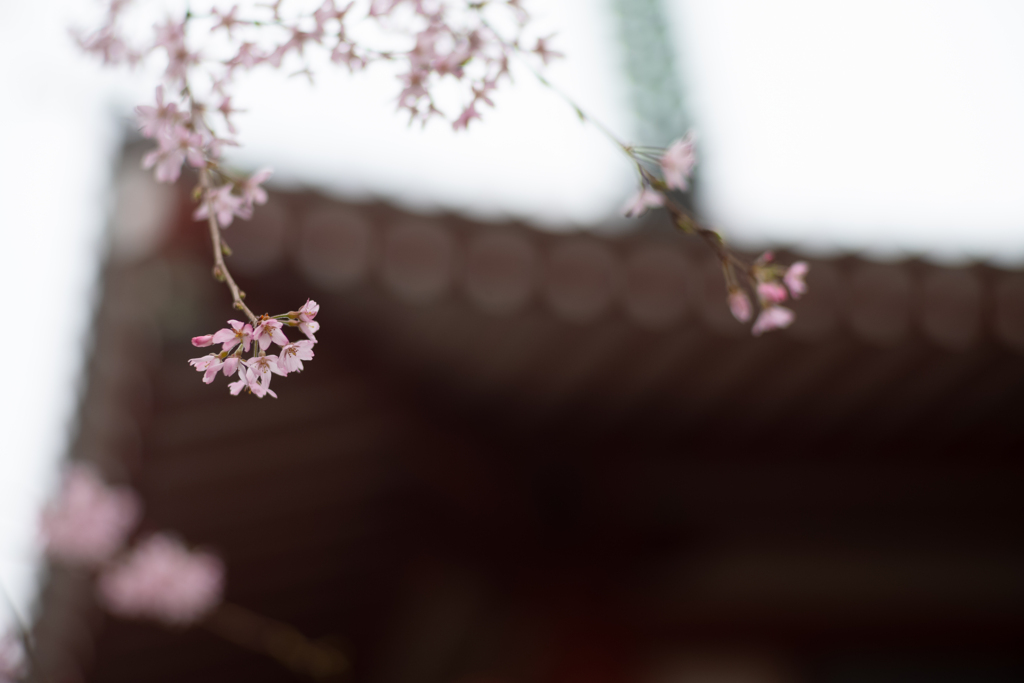 spring for tokyoites 2024