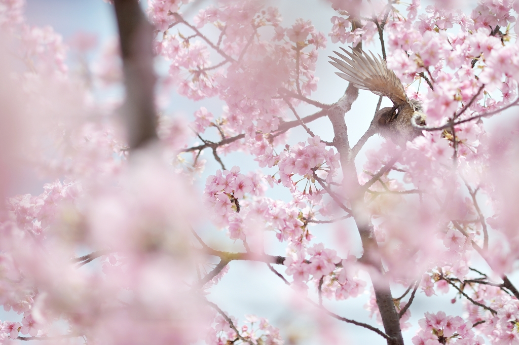 spring for tokyoites 2020