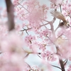 spring for tokyoites 2020