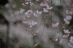 spring for tokyoites