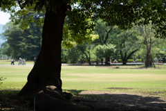 木の公園