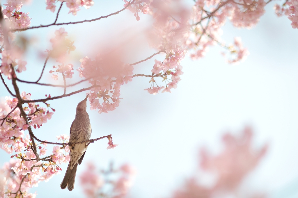 spring for tokyoites 2021