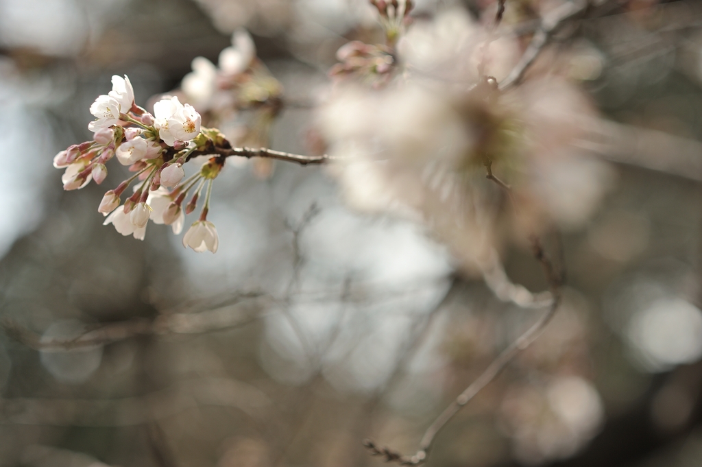 spring for tokyoites 2022