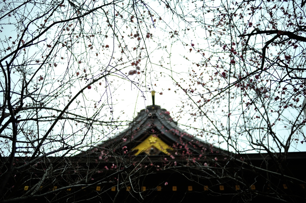 降梅