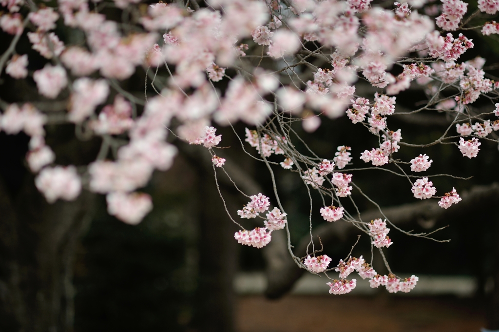 spring for tokyoites 2018