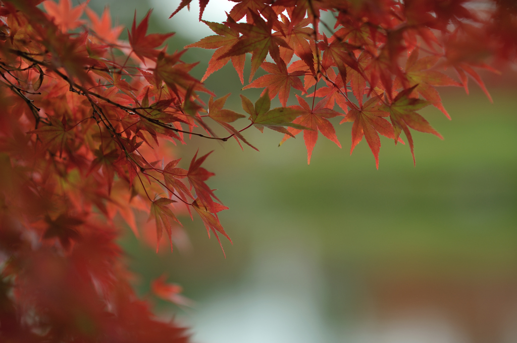 autumn for tokyoites